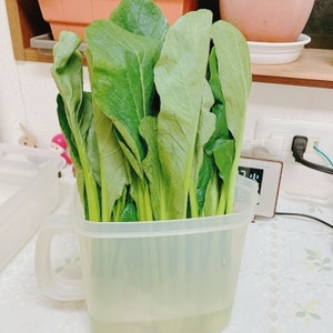 小松菜の茎の筋っぽい食感をやわらかくする方法